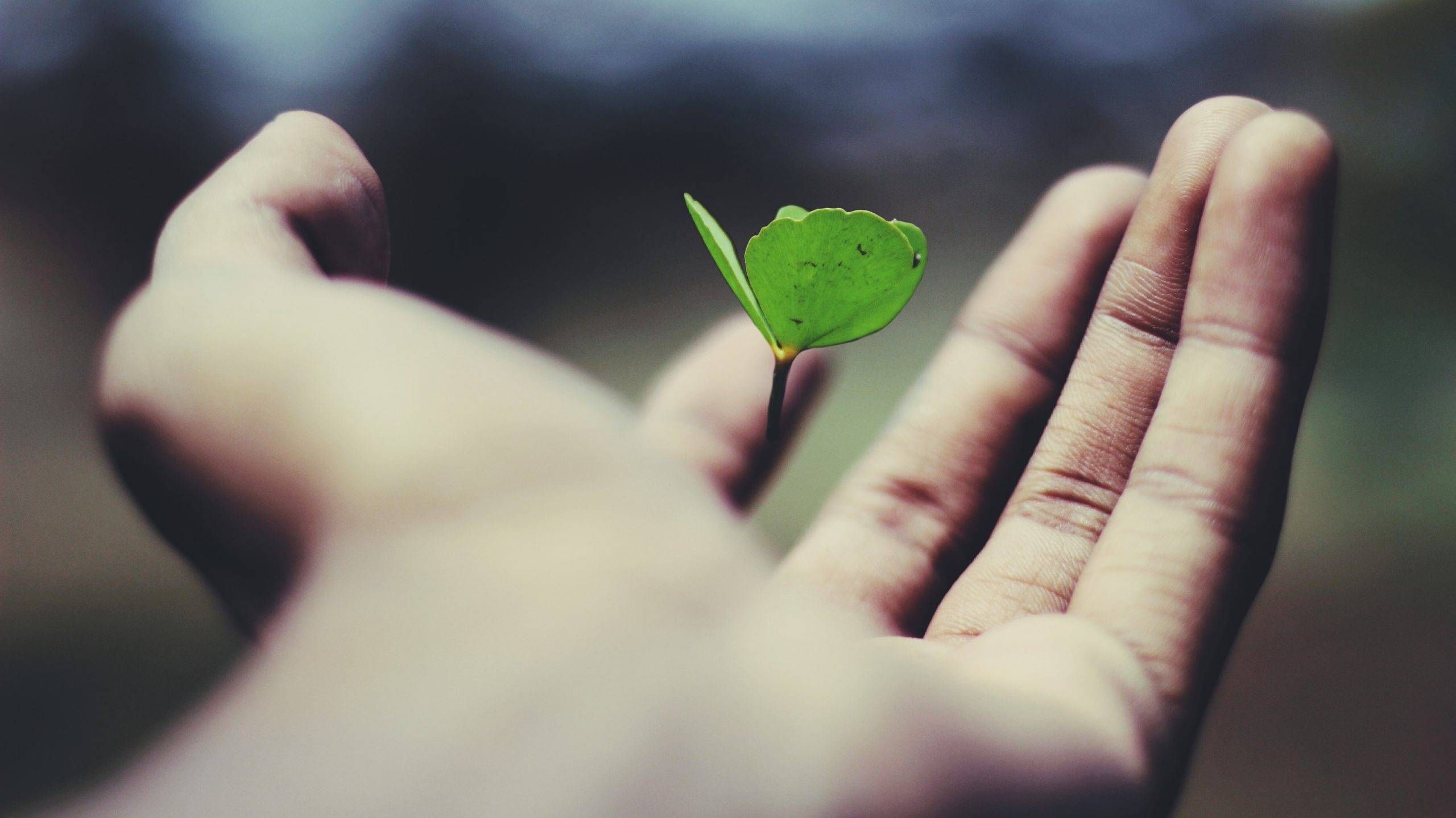 Foto: Ravi Roshan/Unsplash