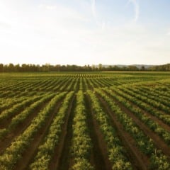 Fintechs do agro