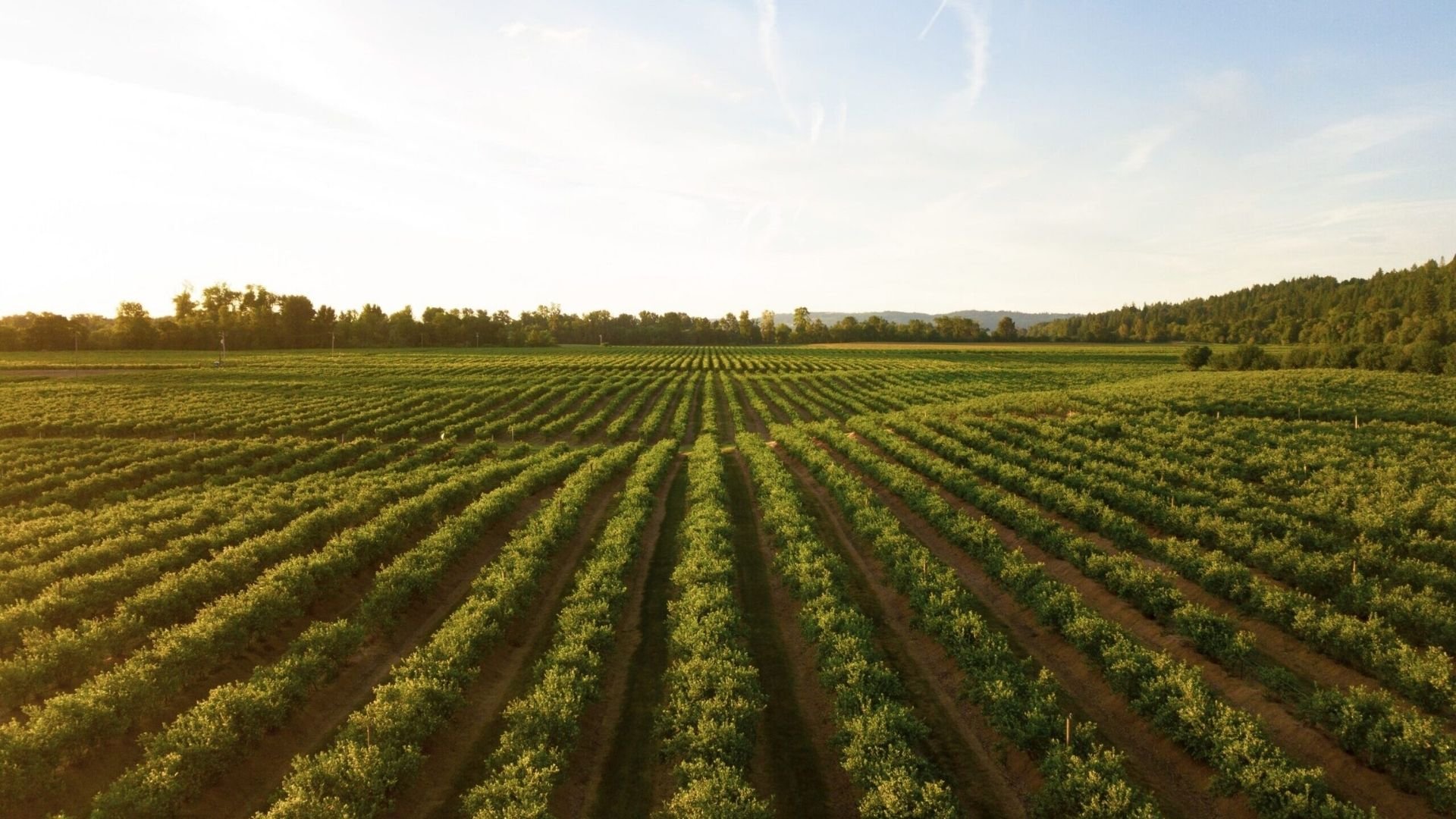 Fintechs do agro